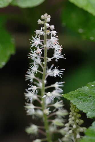 Tiarella cordifolia #6